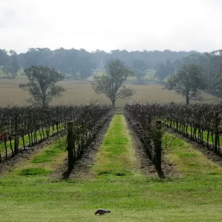 wine tours hunter valley deals