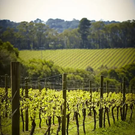 wine tours mornington peninsula